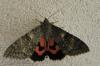 Catocala nupta